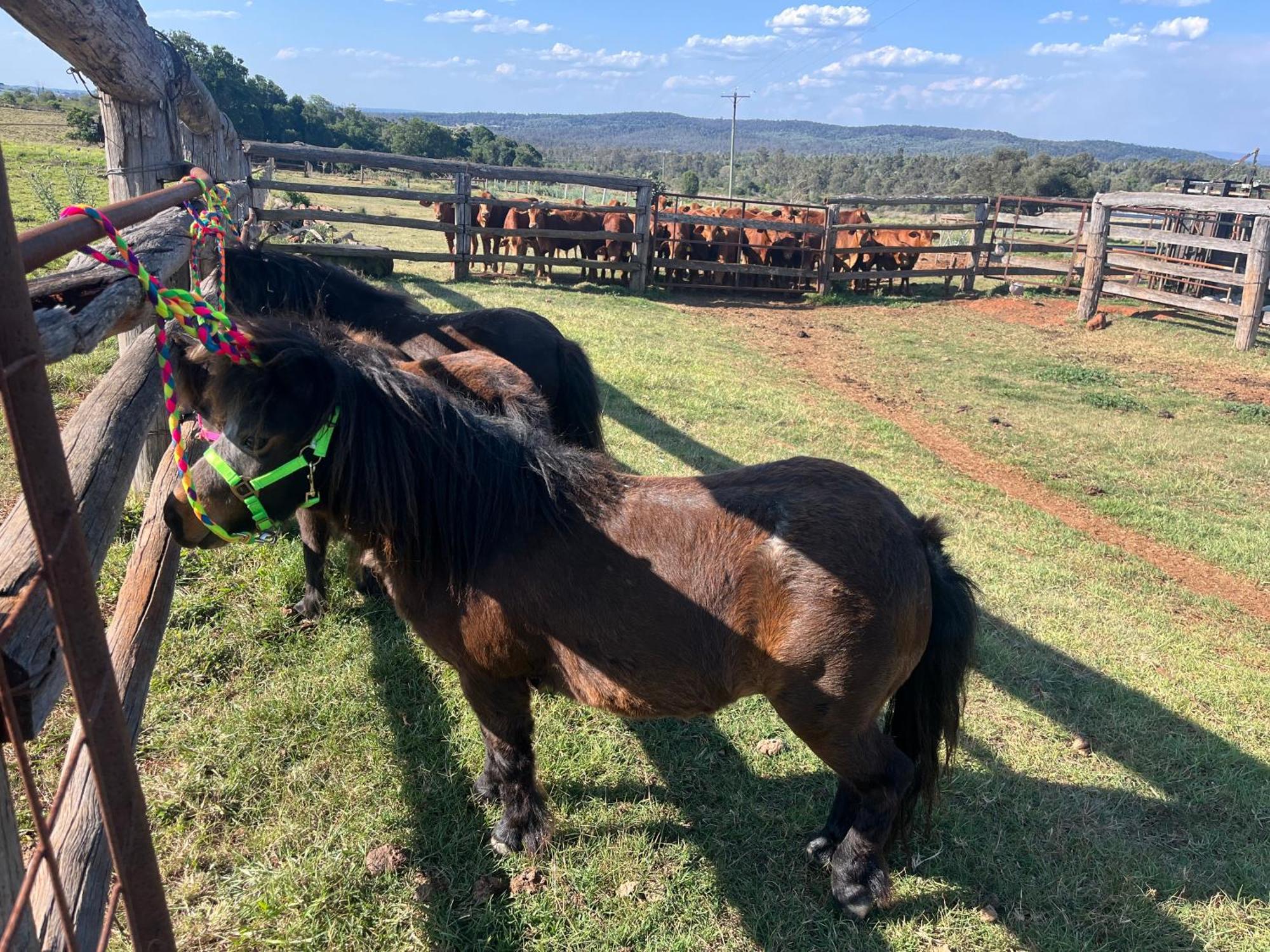 Country Charm On Acreage